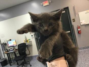 Domestic Short Hair Cats Available for Adoption in Thousand Palms, California - STORM | PetCurious