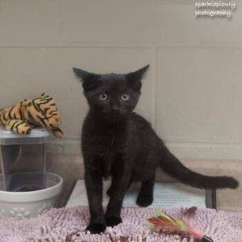 Sei -  Domestic Short Hair Cat for Adoption in Ridgefield, Connecticut - Sei | PetCurious