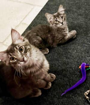 Donner Ferguson Bonded To Qupid -  Domestic Medium Hair Cat for Adoption in Chandler, Arizona - Donner Ferguson Bonded To Qupid | PetCurious