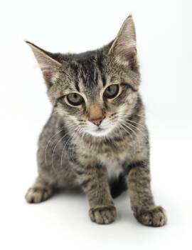 Colin - He is so cute and cuddly - little lover -  Tabby and Bengal Cat for Adoption in Bedford Hills, New York - Colin - He Is So Cute And Cuddly - Little Lover | PetCurious