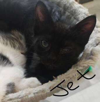Domestic Short Hair Cats Available for Adoption - Jet | PetCurious
