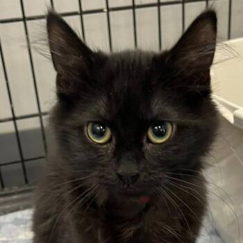 Domestic Medium Hair Cats Available for Adoption in Buffalo, New York - Princess Vivi | PetCurious