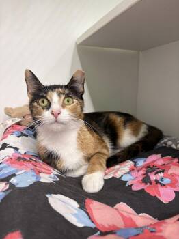 Beth Dutton -  Domestic Short Hair Cat for Adoption in Hazlet, New Jersey - Beth Dutton | PetCurious