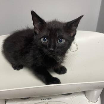 Bob the drag queen -  Domestic Medium Hair Cat for Adoption in Chattanooga, Tennessee - Bob The Drag Queen | PetCurious