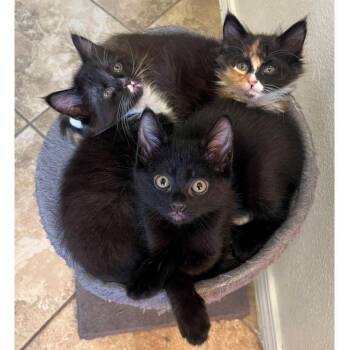 Riff -  Domestic Short Hair Cat for Adoption in Tulsa, Oklahoma - Riff | PetCurious
