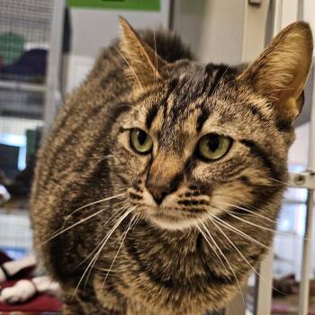 Domestic Short Hair Cats Available for Adoption in Cedar Rapids, Iowa - Lenny | PetCurious