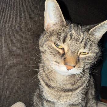 Locks -  Domestic Short Hair and Mixed Breed Cat for Adoption in Philadelphia, Pennsylvania - Locks | PetCurious