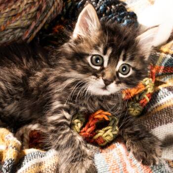 Rufus -  Domestic Long Hair Cat for Adoption in Durango, Colorado - Rufus | PetCurious