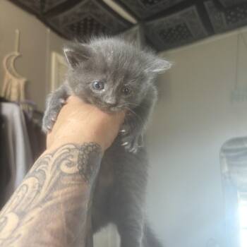 Domestic Short Hair Cats Available for Adoption in Mastic, New York - Akira | PetCurious