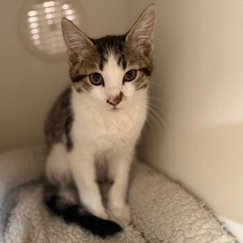 Domestic Short Hair Cats Available for Adoption in Riverside, California - Purrcy | PetCurious