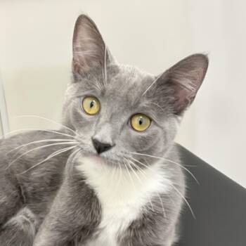 Domestic Short Hair Cats Available for Adoption in Cumming, Georgia - Drizzle | PetCurious