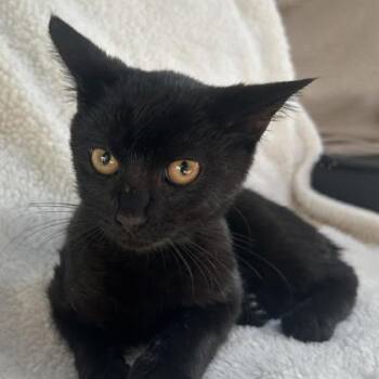 Black Bean -  Domestic Short Hair Cat for Adoption in Lansing, Michigan - Black Bean | PetCurious