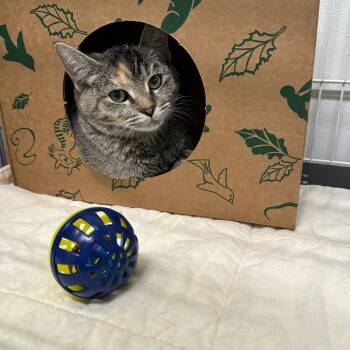 Rescue Domestic Short Hair Cats for Adoption in Priest River, Idaho - Cloe | PetCurious