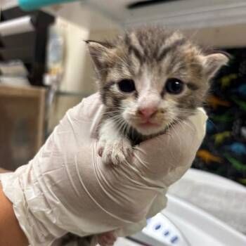 BERT -  Domestic Short Hair Cat for Adoption in Riverside, California - BERT | PetCurious