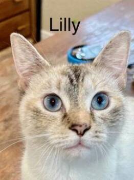 Siamese and Tortoiseshell Cats Available for Adoption - Lily | PetCurious