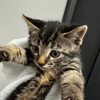 GPS -  Domestic Short Hair Cat for Adoption in Concord, North Carolina - GPS | PetCurious