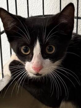 Fidget 26 -  Tuxedo and Domestic Short Hair Cat for Adoption in Brookhaven, Mississippi - Fidget 26 | PetCurious