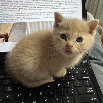 Rescue Domestic Short Hair Cats for Adoption in Pinson, Tennessee - Queen Iduno | PetCurious