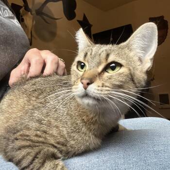 Rescue Domestic Short Hair Cats for Adoption in Rochester, Washington - Trinity | PetCurious