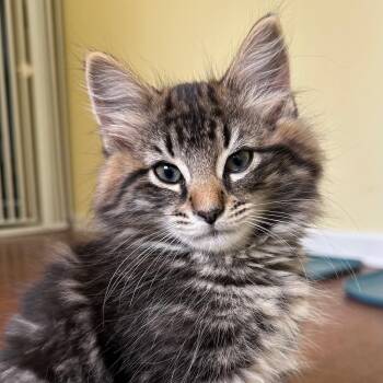 Nutmeg -  Domestic Medium Hair and Tabby Cat for Adoption in Grand Rapids, Michigan - Nutmeg | PetCurious
