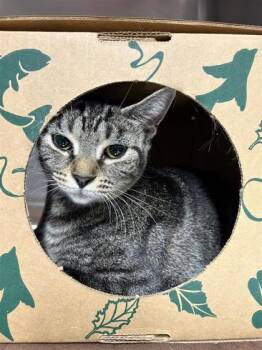 Domestic Short Hair Cats Available for Adoption in West Chester, Pennsylvania - Tabitha | PetCurious
