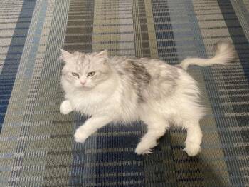 Rescue Domestic Long Hair Cats for Adoption in Burnaby, British Columbia - Long | PetCurious