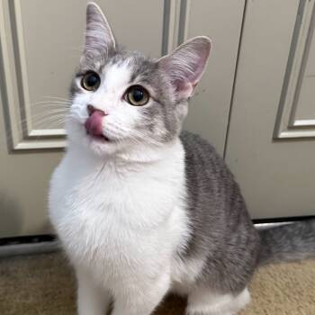 Rescue Domestic Short Hair Cats for Adoption in Mount Laurel Township, New Jersey - Gwen | PetCurious