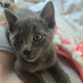 Roman Pearce -  Domestic Short Hair Cat for Adoption in Jacksonville, Oregon - Roman Pearce | PetCurious