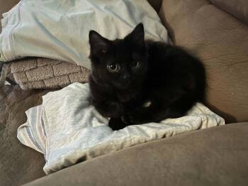 Wilma bonded with Willow -  Domestic Short Hair Cat for Adoption in Hamilton, Ontario - Wilma Bonded With Willow | PetCurious