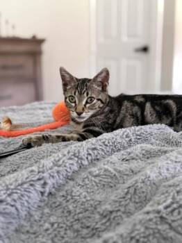 Jubilee -  Domestic Short Hair Cat for Adoption in Liverpool, Texas - Jubilee | PetCurious