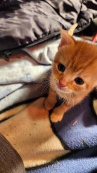 Domestic Short Hair Cats Available for Adoption in Gladwin, Michigan - Kitten 1 | PetCurious
