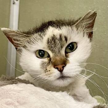 Domestic Medium Hair Cats Available for Adoption in Riverwoods, Illinois - Finnegan | PetCurious