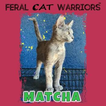 Matcha -  Domestic Short Hair Cat for Adoption in Squamish, British Columbia - Matcha | PetCurious