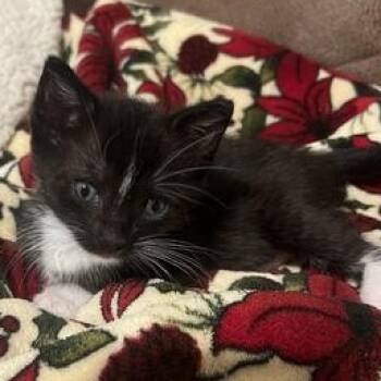 Domestic Short Hair Cats Available for Adoption in Liverpool, Texas - Boots | PetCurious