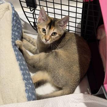 Sultana -  Domestic Short Hair Cat for Adoption in Chattanooga, Tennessee - Sultana | PetCurious