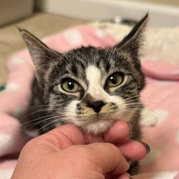 Rescue Domestic Short Hair Cats for Adoption in Pekin, Illinois - Picnic | PetCurious