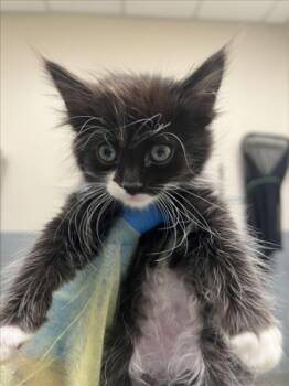 TEDDY BEAR -  Domestic Medium Hair Cat for Adoption in Las Vegas, Nevada - TEDDY BEAR | PetCurious