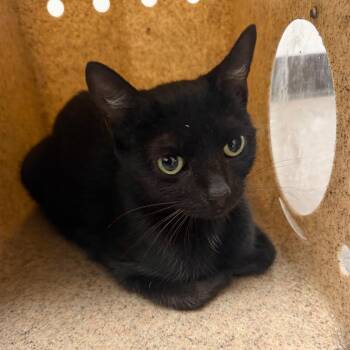 Onyx -  Domestic Short Hair Cat for Adoption in Philadelphia, Pennsylvania - Onyx | PetCurious