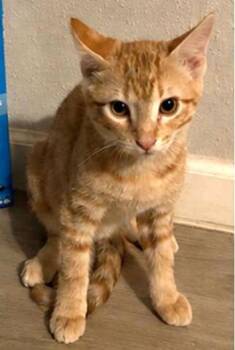 Snap -  Tabby and Domestic Short Hair Cat for Adoption in Conroe, Texas - Snap | PetCurious