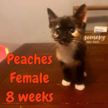 Peaches -  Domestic Short Hair Cat for Adoption in Madison, Wisconsin - Peaches | PetCurious