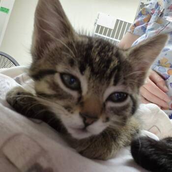 Alita -  Domestic Medium Hair Cat for Adoption in Drumheller, Alberta - Alita | PetCurious