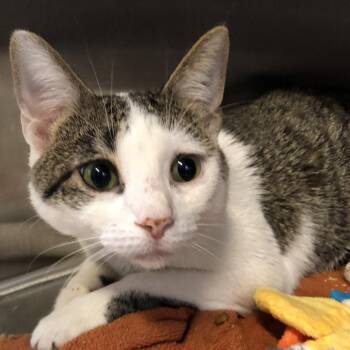 Milkshake -  Domestic Short Hair Cat for Adoption in Oak Park, Illinois - Milkshake | PetCurious