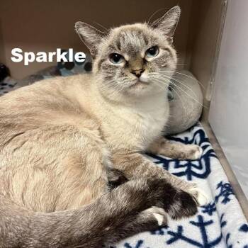Sparkle 260832 -  Domestic Short Hair Cat for Adoption in Gladstone, Michigan - Sparkle 260832 | PetCurious