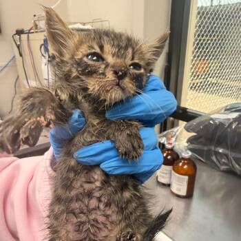 Piplup -  Domestic Short Hair Cat for Adoption in Columbiana, Alabama - Piplup | PetCurious