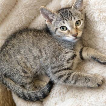 Truffle -  Domestic Short Hair Cat for Adoption in Chaska, Minnesota - Truffle | PetCurious