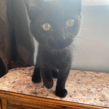 Charlotte -  Domestic Short Hair Cat for Adoption in Lyndhurst, Virginia - Charlotte | PetCurious