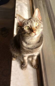 Rescue Domestic Short Hair Cats for Adoption in Naples, Florida - Minnie | PetCurious