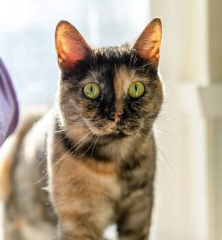Rescue Tortoiseshell Cats for Adoption in Arlington, Washington - Iris | PetCurious
