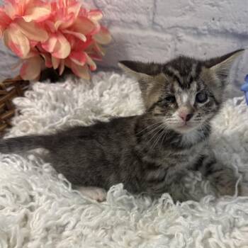 Peepers -  Domestic Short Hair Cat for Adoption in Harrisonburg, Virginia - Peepers | PetCurious
