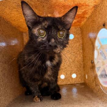 Cupcake Sprinkle -  Domestic Short Hair Cat for Adoption in Philadelphia, Pennsylvania - Cupcake Sprinkle | PetCurious